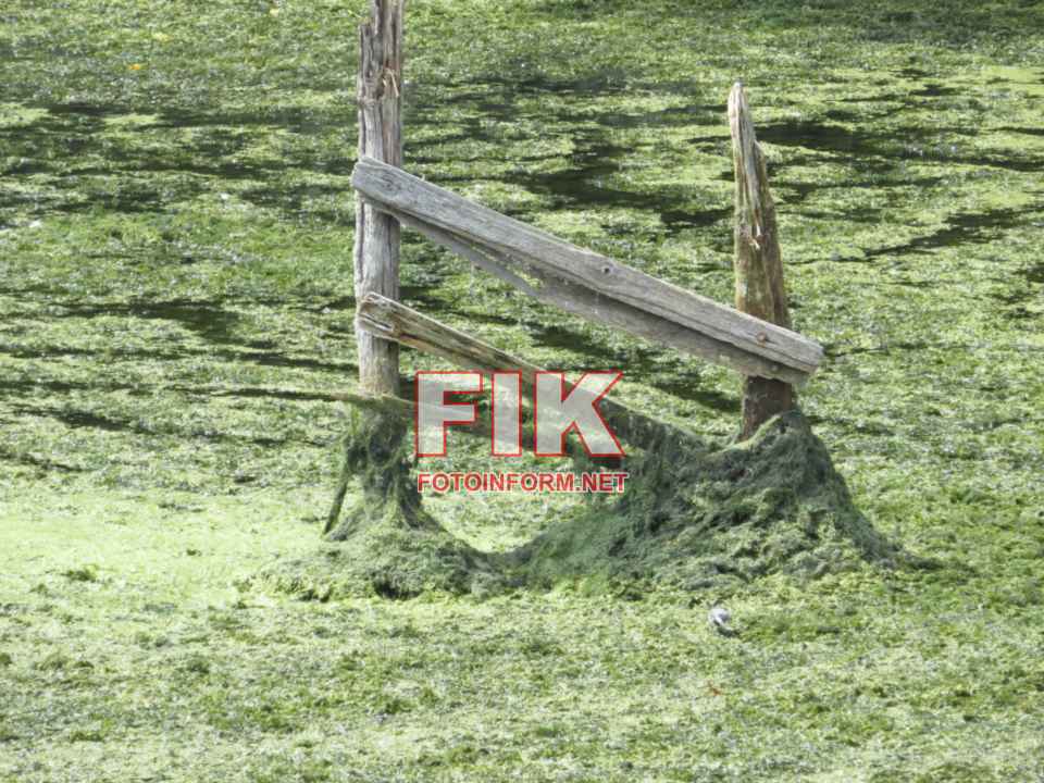 Обміліле русло річки Інгул у центрі Кропивницького з качками та мулом на дні, фото Ігоря Філіпенка