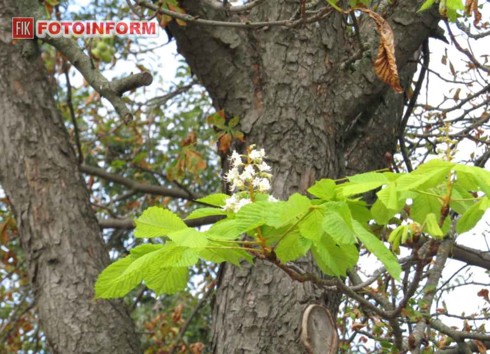 Повторне цвітіння каштанів восени на Набережній Інгулу в Кропивницькому. Фото: Ігор Філіпенко
