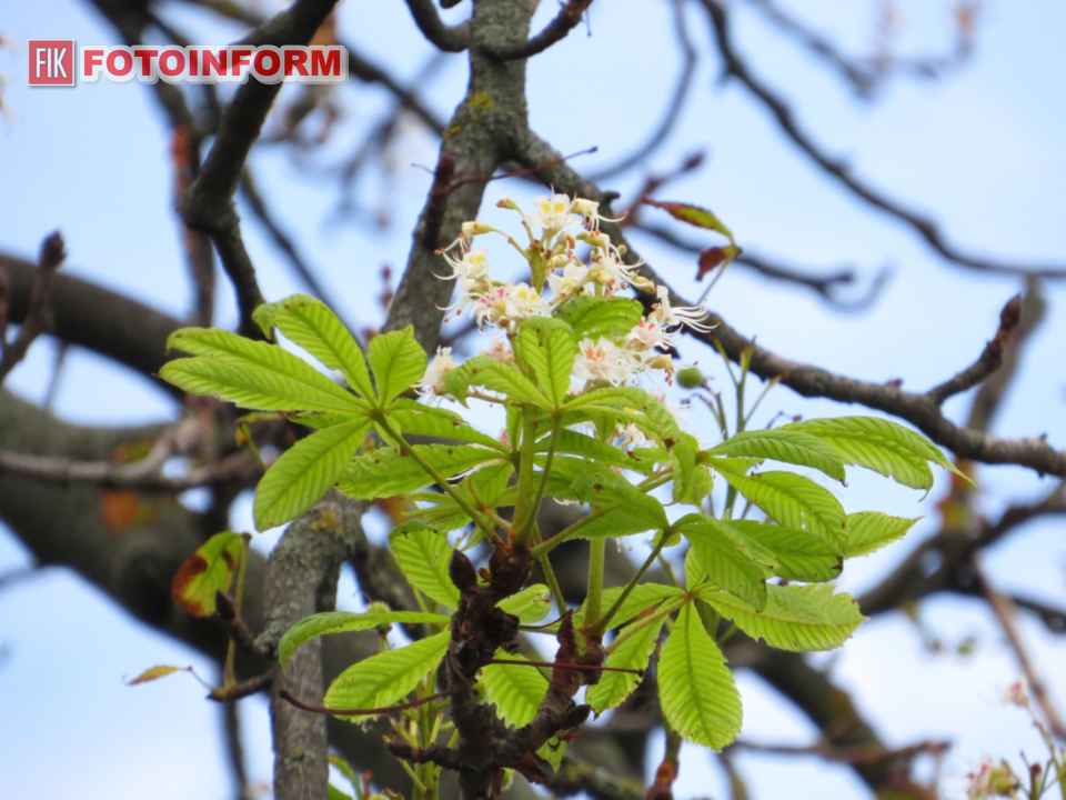 Повторне цвітіння каштанів восени на Набережній Інгулу в Кропивницькому. Фото: Ігор Філіпенко