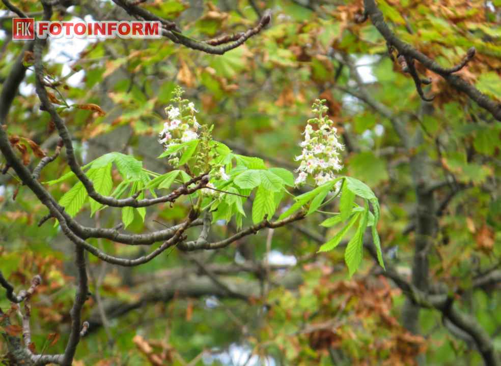 Повторне цвітіння каштанів восени на Набережній Інгулу в Кропивницькому. Фото: Ігор Філіпенко