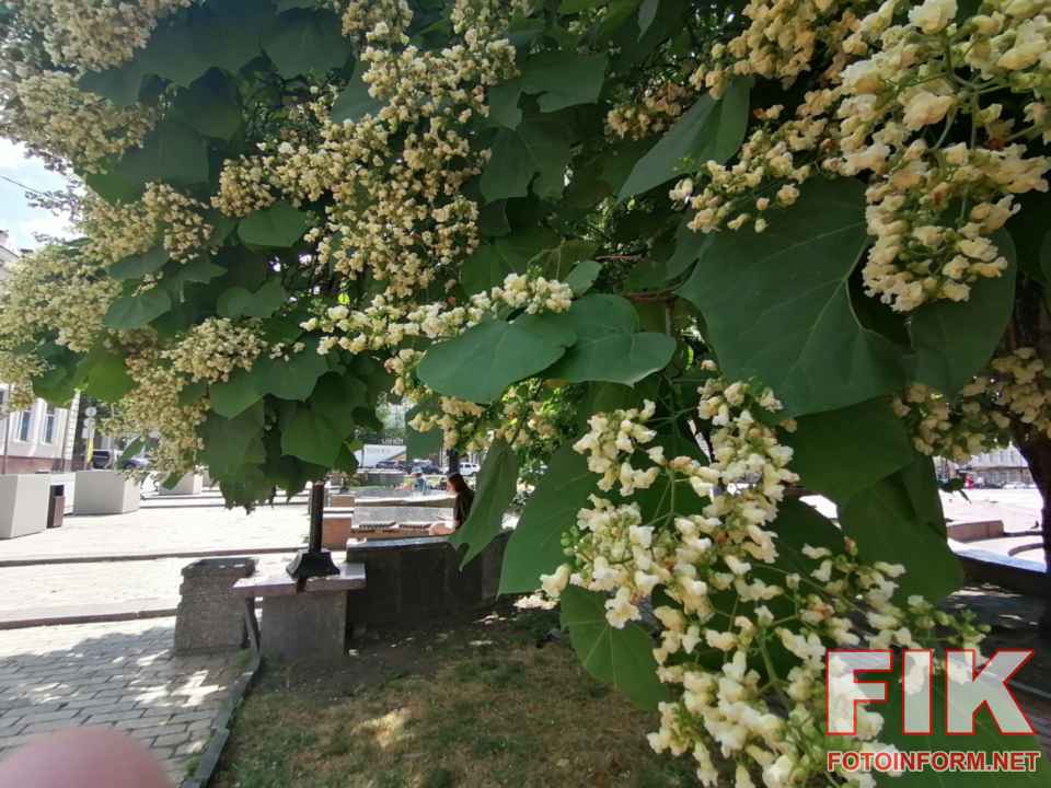 Дерева катальпи вкриті білим цвітом на площі Героїв Майдану в Кропивницькому, фото Ігоря Філіпенка