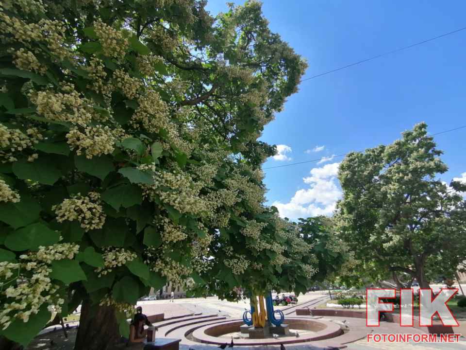 Дерева катальпи вкриті білим цвітом на площі Героїв Майдану в Кропивницькому, фото Ігоря Філіпенка
