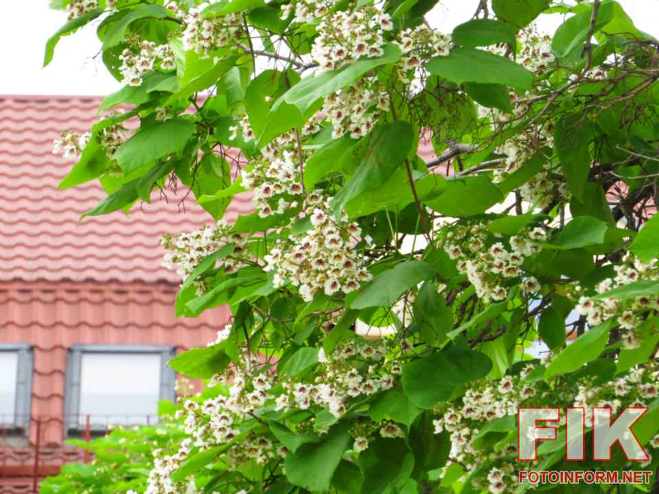 Квітуче дерево катальпа з білими суцвіттями на площі Героїв Майдану у Кропивницькому