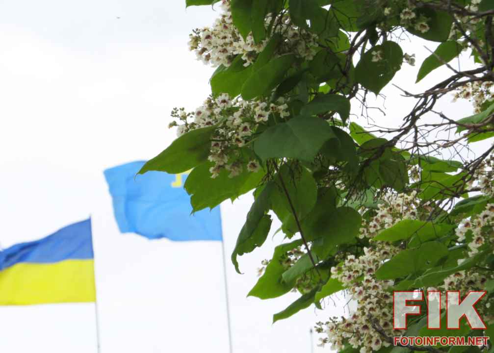 Квітуче дерево катальпа з білими суцвіттями у Кропивницькому
