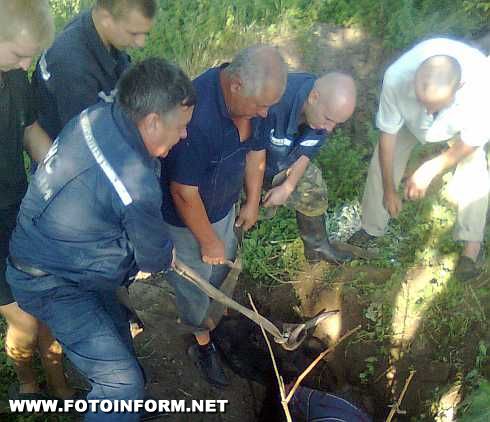 Олександрія: з ями на пасовищі звільнили корову (ФОТО)