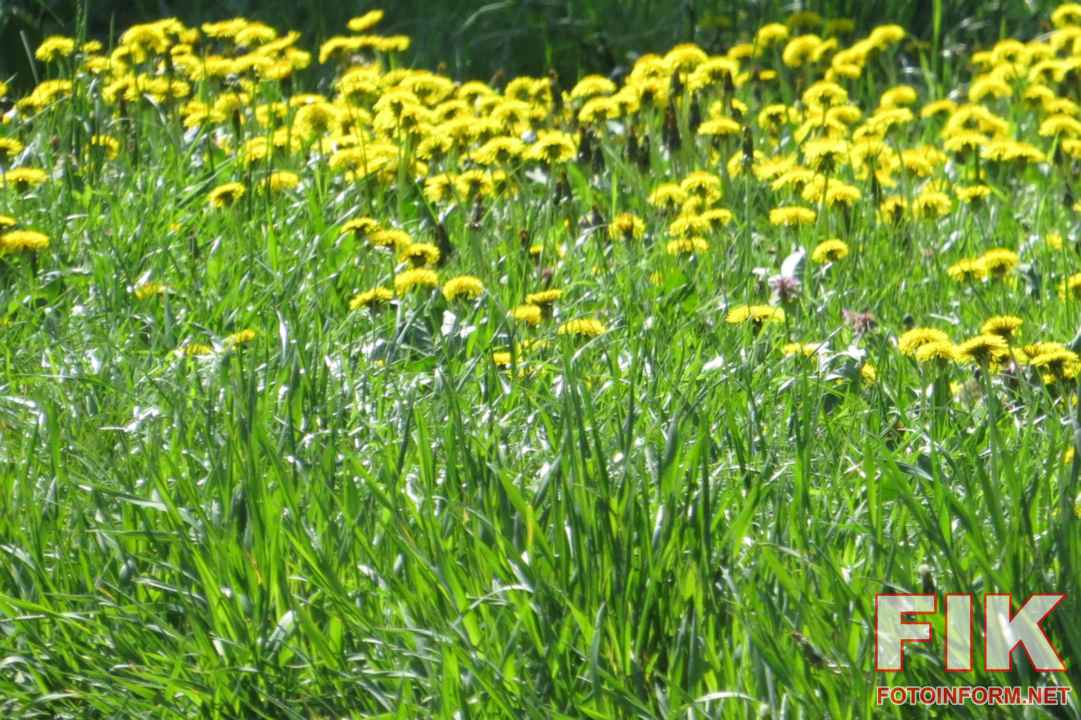 Масове цвітіння жовтих кульбаб на центральній набережній Кропивницького у травні
