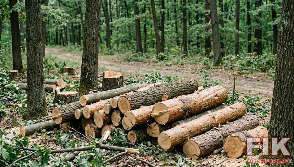 Спиляні дерева в лісі, речові докази
