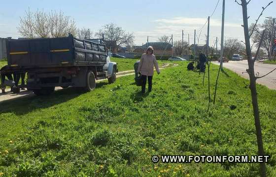 У Кропивницькому висадили алею кентукських кавових дерев