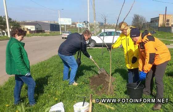 У Кропивницькому висадили алею кентукських кавових дерев