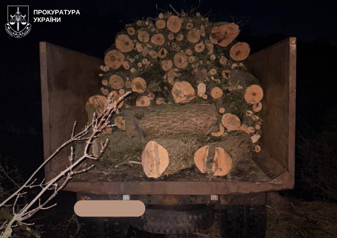Пеньки від незаконно зрубаних дерев у лісосмузі Кіровоградської області, навколо яких лежать тирса та гілки — ілюстрація до справи про екологічні збитки.