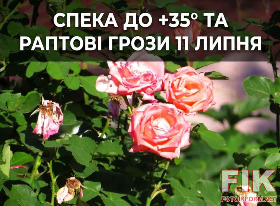 літній пейзаж в Україні троянди Кропивницький фото Ігоря Філіпенка.