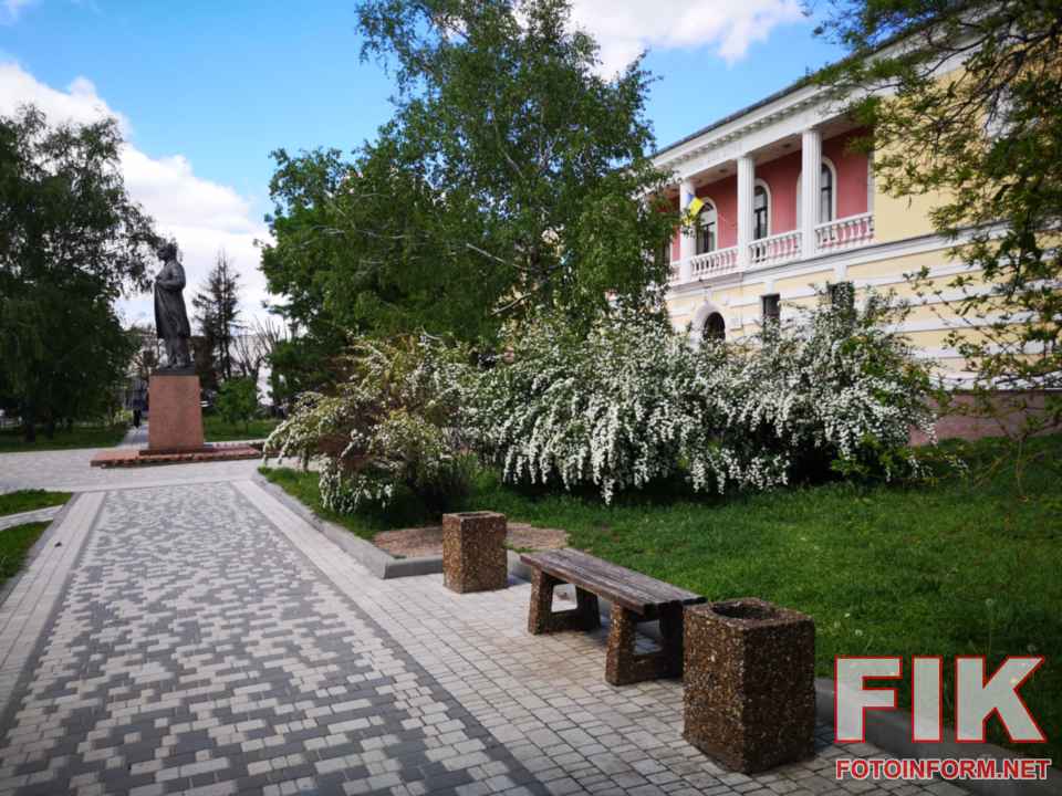 Рясно квітучі кущі білої спіреї Вангутта, відомої як наречена, на алеї в Кропивницькому. Автор фото — Ігор Філіпенко.