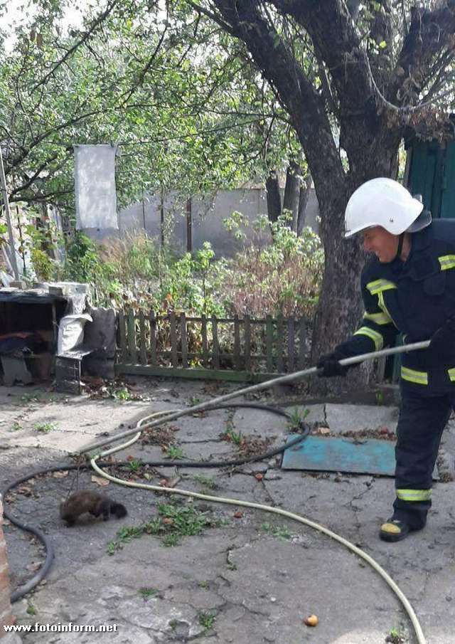 24 жовтня об 11:19 до Служби порятунку «101» надійшло повідомлення про те, що потрібна допомога по відлову дикої тварини з приватного домоволодіння.